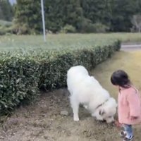 畑のわきで立ち止まる犬と子ども