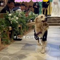 カゴを咥えながら参列者たちの顔を眺める犬