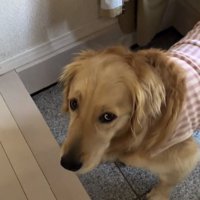 動き出したロイちゃん