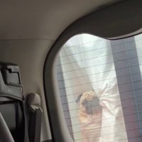 パグのまるちゃんが見てる！