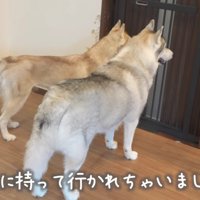 あれ？いない…