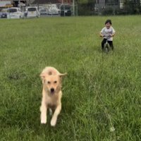 緑の中で一緒に遊ぶ犬と人