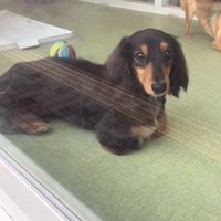 ママがお迎えに来た時のコロンちゃん3