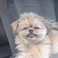 こんぶちゃんにパパとママを好きか聞いたら5