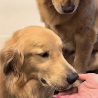 口の中のものを出さないゴールデンとそれを見る母犬