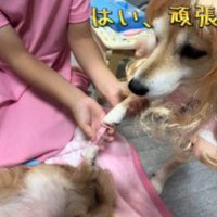 注射を打つシイちゃん