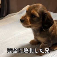 おもちゃを取られていじけるジャンボくん9