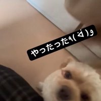 誇らしげに報告にきました♪