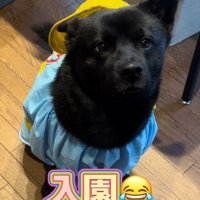 母作の衣装を着る信玄くん9