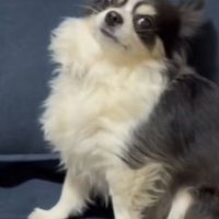 「ぼく、悪くないもん」