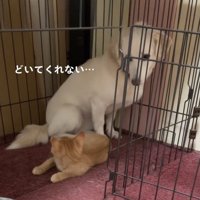子猫のそばで困った顔をする犬