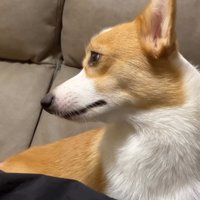 ほのかに笑うコーギー