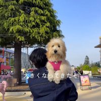 男性に抱っこされながらカメラを見つめる子犬