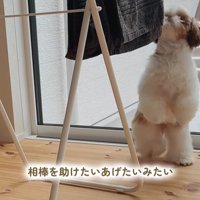 おもちゃを干した時のちゃぽちゃん5