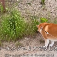 散歩を挟みながら…