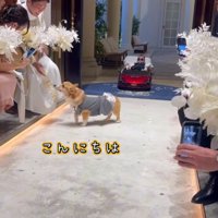 参列者へ挨拶する中型犬