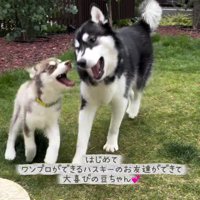 庭で遊ぶ成犬と子犬