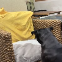 椅子を見つめて立つ犬