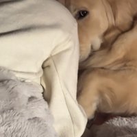 見上げるような視線でこちらを見る犬