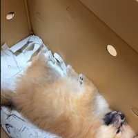 箱の中で熟睡！！