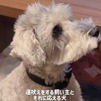 遠吠えしてみせると…