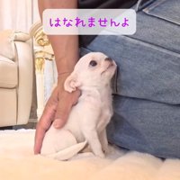 投稿主さんを見上げるルミちゃん