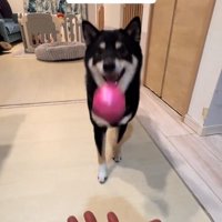 送球するもずくくん