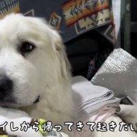 振り向く犬