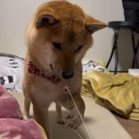 器用に遊ぶそら君