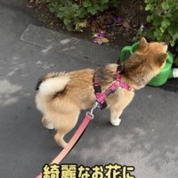 クンクン