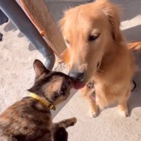 猫のことが大好きな大型犬