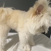 お布団を見るぽぽちゃん