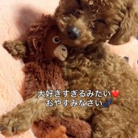 ぬいぐるみを抱きしめて目を細める犬