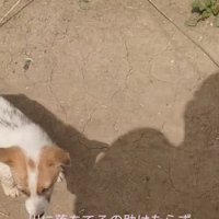 野犬の子犬みたい