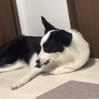 クリームを塗られたリコちゃん