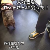 お花屋さんに挨拶するヴィヴィちゃん
