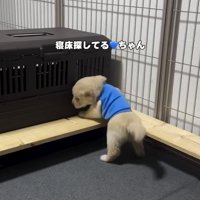 木の枠に登ろうとする子犬