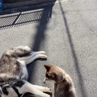 拒否ハス、手強いです