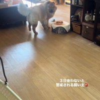 焦るうーちゃん