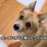 「ごめんなさい」