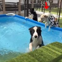 プールに手をかけるラルくん