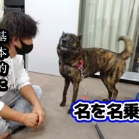 座っている人に吠える犬