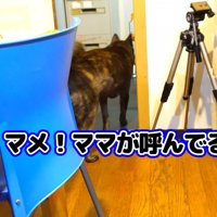吠えて呼んだ後、再び隣の部屋へ