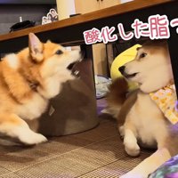 同居犬・スティーブくんに八つ当たり