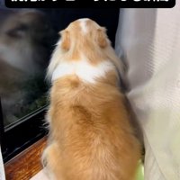 外を見るチワワさん