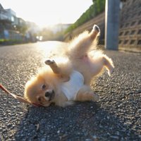 ダンスの練習かな？