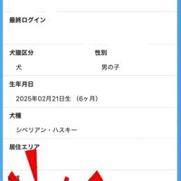 犬猫専用SNSに掲載されている成犬の画像