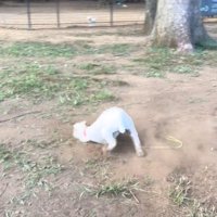 地面にこすりつける犬1