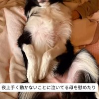 お母さんに寄り添う犬