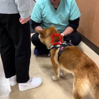 獣医師さんにブチギレ！！